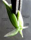  Spikelet with 2 glumes and 2 florets, left bisexual and right male